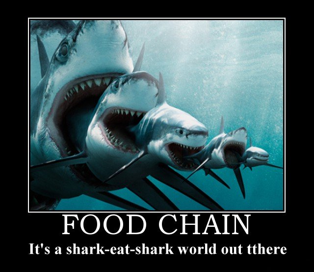 food chain