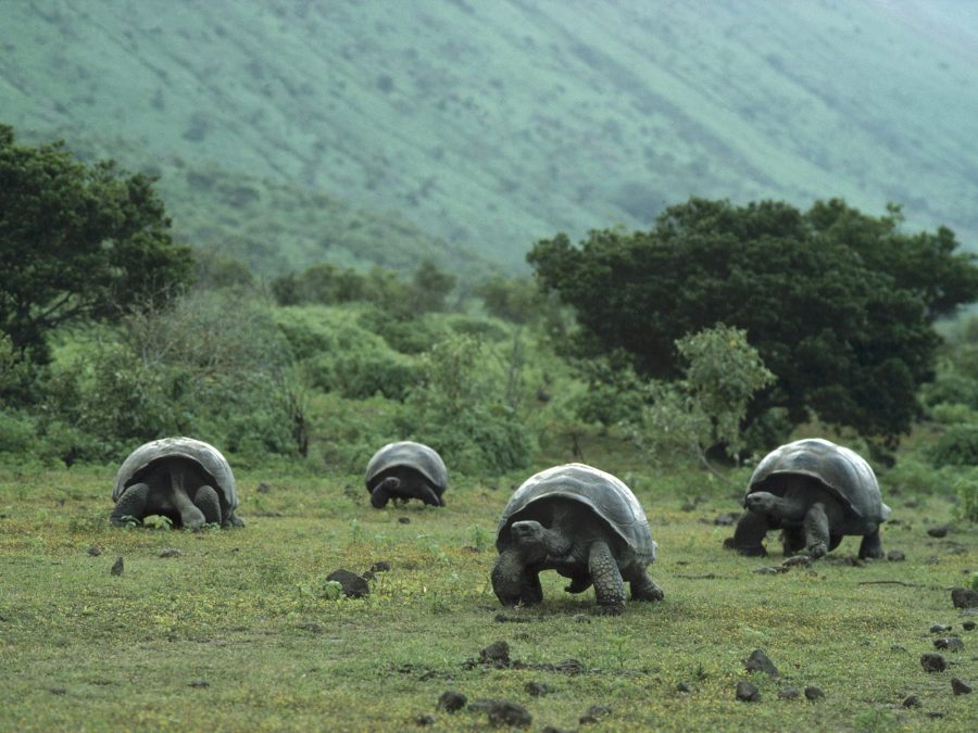 galapagos tortoises