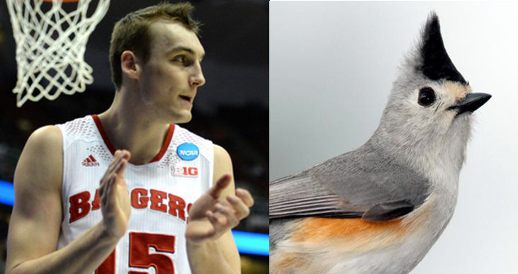 sam dekker titmouse