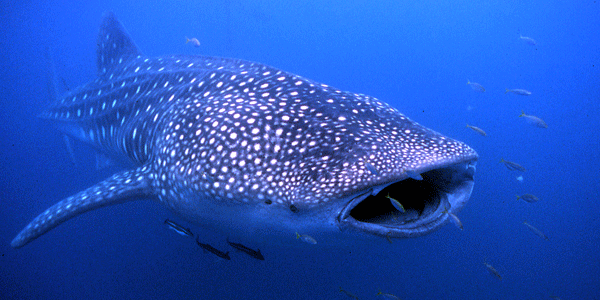 whale shark 